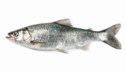 Obraz premium Freshwater fish with beautiful iridescent scales and metallic sheen, captured on a clean white background, perfect for culinary and aquatic themes