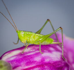close up of a long-horned grasshopper, also known as field grasshopper, field katydid or conehead katydid (Conocephalus bilineatus), Native to New Zealand, on a foxglove flower. © Nathan McClunie