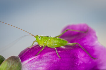 close up of a long-horned grasshopper, also known as field grasshopper, field katydid or conehead katydid (Conocephalus bilineatus), Native to New Zealand, on a foxglove flower. © Nathan McClunie