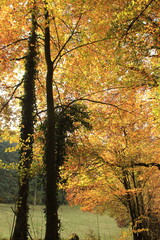 Fototapeta premium Golden autumn forest canopy with sunlight filtering through vibrant yellow and orange leaves