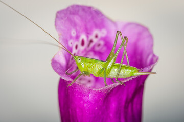close up of a long-horned grasshopper, also known as field grasshopper, field katydid or conehead katydid (Conocephalus bilineatus), Native to New Zealand, on a foxglove flower. © Nathan McClunie