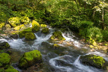 Fototapeta premium Forest stream running over mossy rocks - Triglav National Park in Slovenia