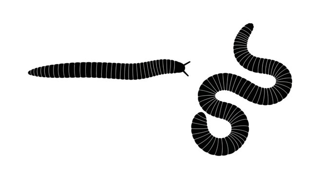 Two millipedes depicted in a simple black and white illustration
