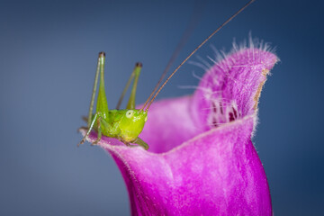 close up of a long-horned grasshopper, also known as field grasshopper, field katydid or conehead katydid (Conocephalus bilineatus), Native to New Zealand, on a foxglove flower. © Nathan McClunie