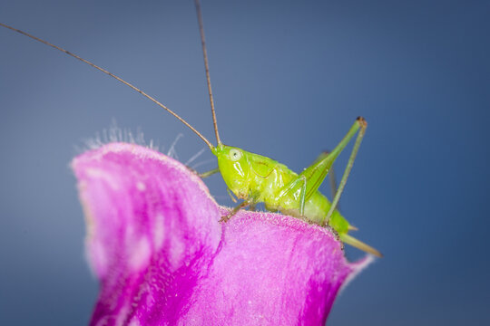close up of a long-horned grasshopper, also known as field grasshopper, field katydid or conehead katydid (Conocephalus bilineatus), Native to New Zealand, on a foxglove flower.