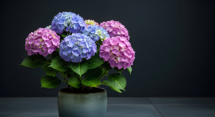 Fototapeta premium Beautiful pink and blue hydrangeas in a gray pot on a dark background with green leaves and flowers