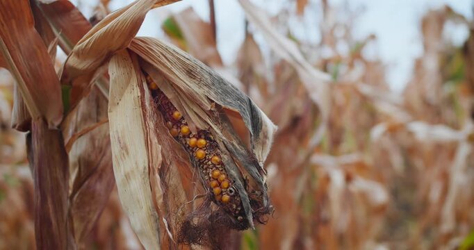 Unhealthy maize plant with poorly developed corn cob in agricultural field. Reduced crop quality concept