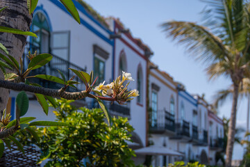 Obraz premium Flowering branch in front of Mediterranean architecture in Puerto de Mogan, Gran Canaria