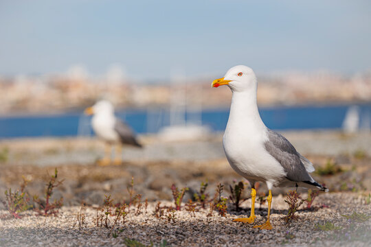 white headed gull in front of unsharp background