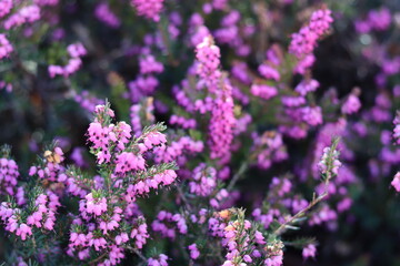 Obraz premium Close up of heather in flower