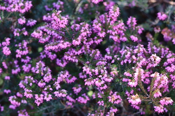 Fototapeta premium Close up of heather in flower