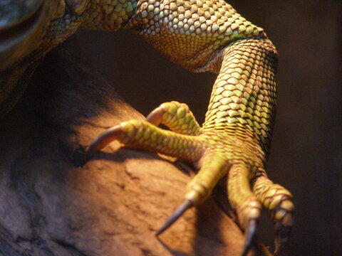 Close-Up of Lizard Claw with Scales in Natural Light at Warsaw Zoo