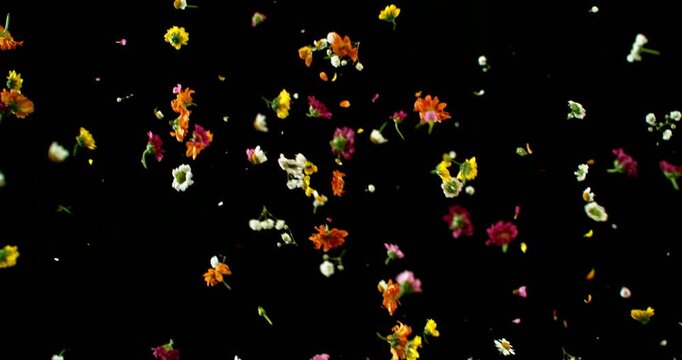 Flying Meadow Flowers in Super Slow Motion. Colorful Wildflower Petals and Blooms on Black Background. High speed VFX Overlay for Cinematic Scenes and Motion Graphics.