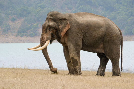 A male Asian Elephant on open grassland in Jim Corbett National Park, India.