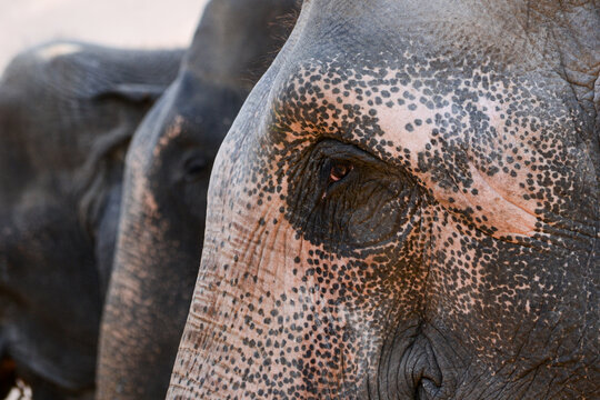A close-up of an Indian Elephant, showing the patches of depigmentation on its skin in Jim Corbett National Park.