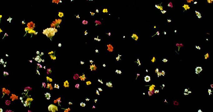 Flying Meadow Flowers in Super Slow Motion. Colorful Wildflower Petals and Blooms on Black Background. High speed VFX Overlay for Cinematic Scenes and Motion Graphics.