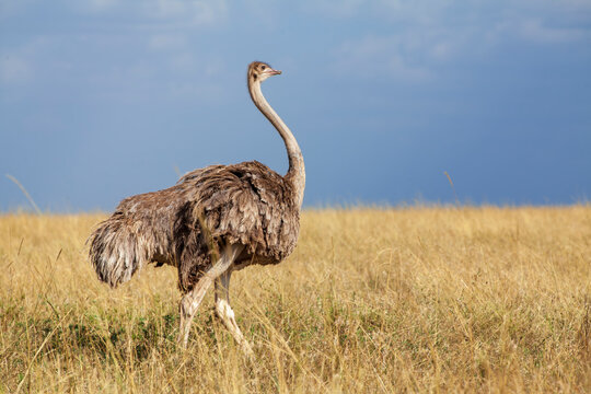 ostrich in the savannah