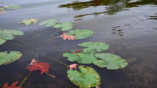 Large green floating leaves of water lilies (family Nymphaeaceae) drifting on the water surface in autumn in a bay of the Raritan River, New Jersey, USA