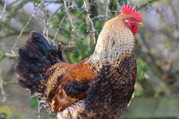 Free range cockerel in a garden © Francesca Leslie