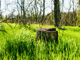Old tree stump in a lush green Poaceae grass field