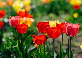 Naklejka premium Red and yellow Tulipa gesneriana tulips blooming in a sunny spring garden
