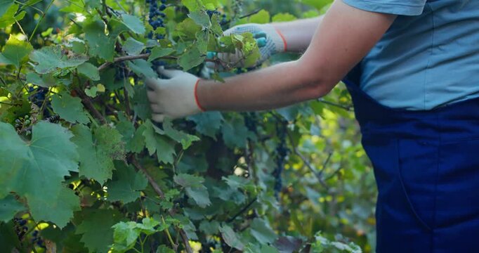 Agricultural worker working in vineyard, handpicking grapes for wine production. Farm workforce