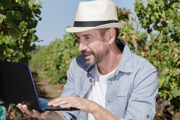 Naklejka premium man vintner using laptop in vineyard