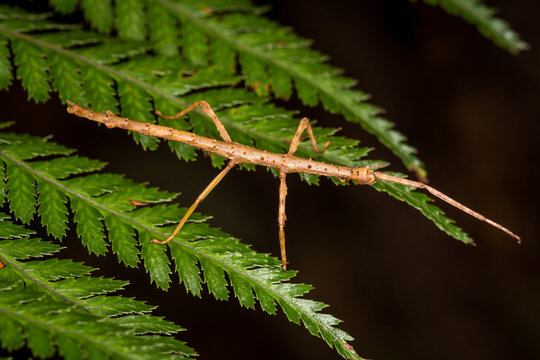 Close up of Clitarchus hookeri, commonly known as the smooth stick insect or the common stick insect, is a stick insect of the family Phasmatidae, endemic to New Zealand