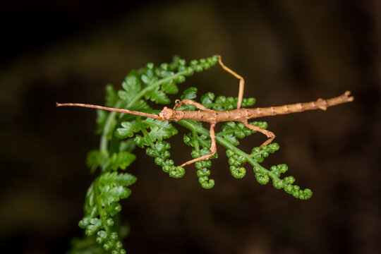 Close up of Clitarchus hookeri, commonly known as the smooth stick insect or the common stick insect, is a stick insect of the family Phasmatidae, endemic to New Zealand