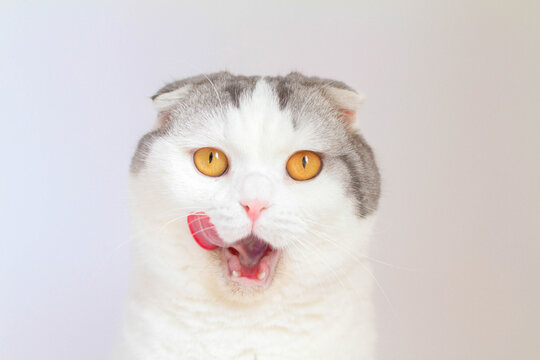 Close-up Portrait of hungry bi-colour Scottish fold cat licking its lips