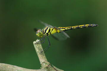 ノシメトンボ © Eastport_707