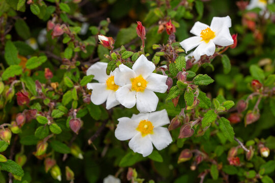 Laden; It is a plant species with white or pink flowers that make up the Cistus genus of the Cistaceae family.