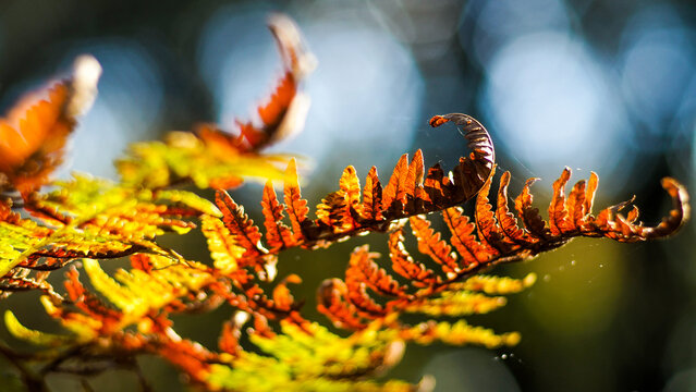 Feuilles de foug&egrave;re et de ch&ecirc;ne, dans la for&ecirc;t des Landes de Gascogne