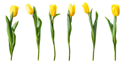 Fototapeta premium High resolution yellow tulip flowers isolated on transperent