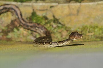 Fototapeta premium A young reticulatus python is seen crawling on the floor while looking around