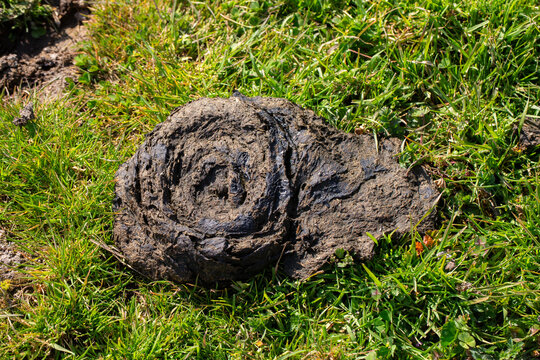  Fresh organic animal manure on a green field in sunlight.