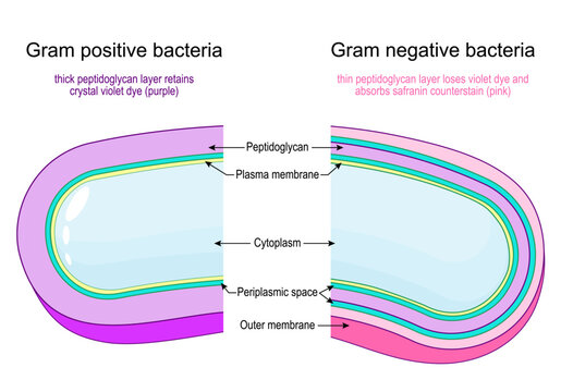 Gram positive bacteria or Gram negative bacteria. Gram stain test. Classification of bacteria by type of cell wall.