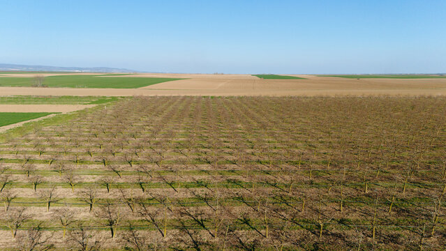Aerial view of neatly planted rows of trees casting long shadows over the ochre earth, juxtaposed against the patchwork of green and brown fields, Sremska Mitrovica, Vojvodina, Serbia.