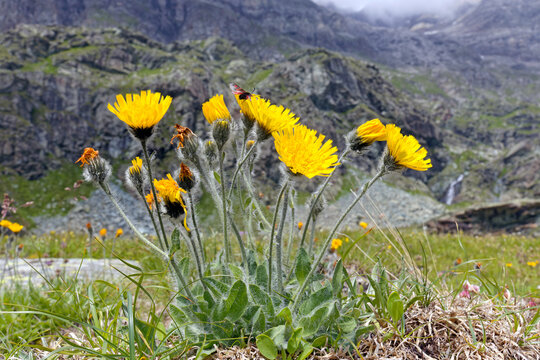 Flowering hawkweed, Hieracium, in a meadow in the mountains, Alps, Europe