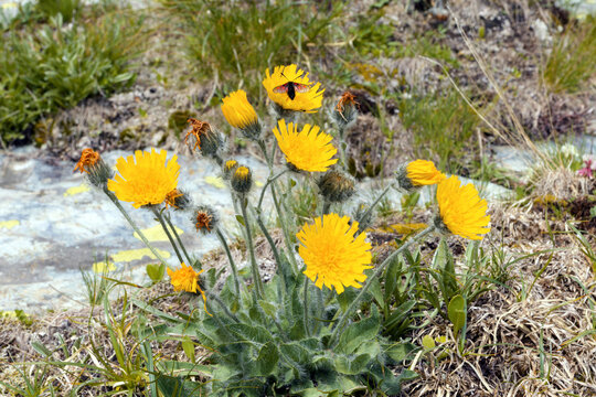 Flowering hawkweed, Hieracium, in a meadow in the mountains, Alps, Europe