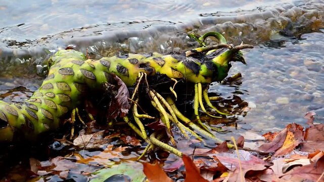 A large rhizome with roots of a water lily (family Nymphaeaceae) washed out from the silty bottom and cast ashore in a bay of the Raritan River, New Jersey, USA.