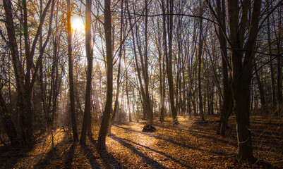 Las w Mstowie © Dariusz