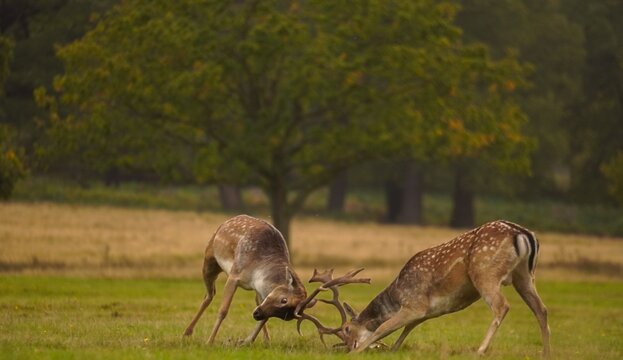 Fallow deer bucks sparring during rutting season in autumn meadow