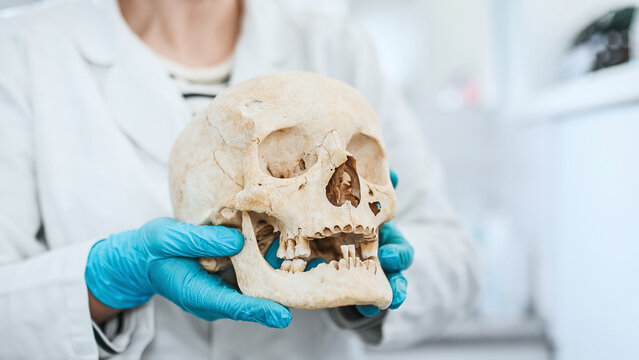 A  doctor holds human skull against a blurred background. Archaeological excavations, a symbol of death. Stomatologist showing old skull and teeth