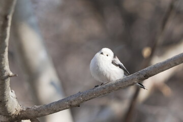 Fototapeta premium Shima‑Enaga Resting on Leafless Twig Under Clear Sky