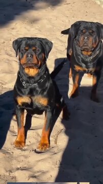 Pair of Muscular Black and Tan Rottweiler Dogs on a Sandy Surface