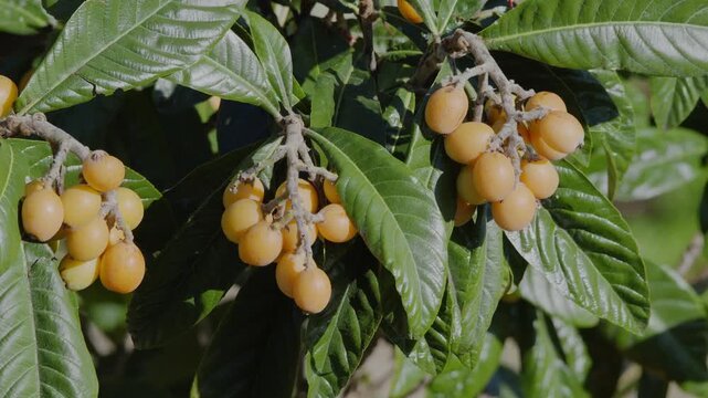 Loquats fruits growing and ripening between green foliage on loquat tree closeup.