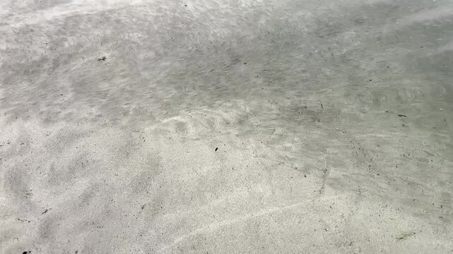 Fingerlings schooling en masse in shallows of ocean lagoon, marine ecosystem