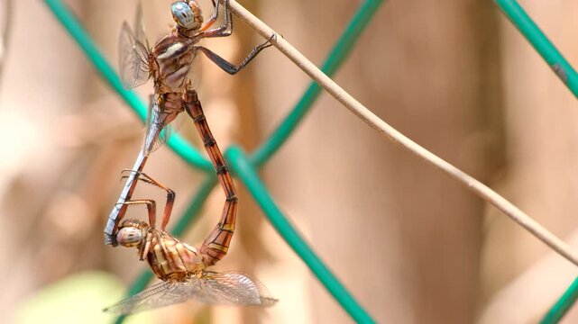 Curious detailed close-up side view of mating dragonflies, copy space right