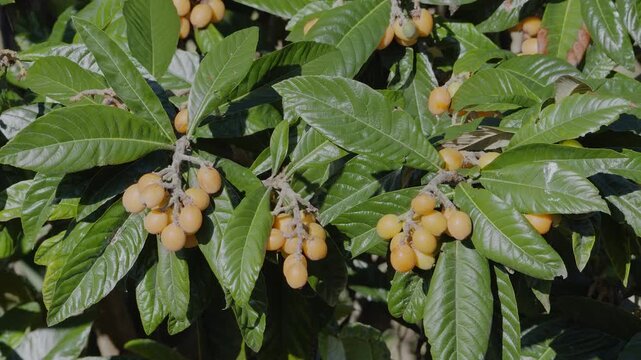 Loquats fruits growing and ripening between green foliage on loquat tree closeup.
